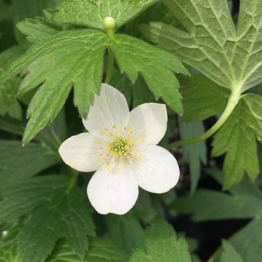 Anemone Canadensis Canada Anemone Keystone Wildflowers   Anemone Canadensis Canada Anemone 916x916 