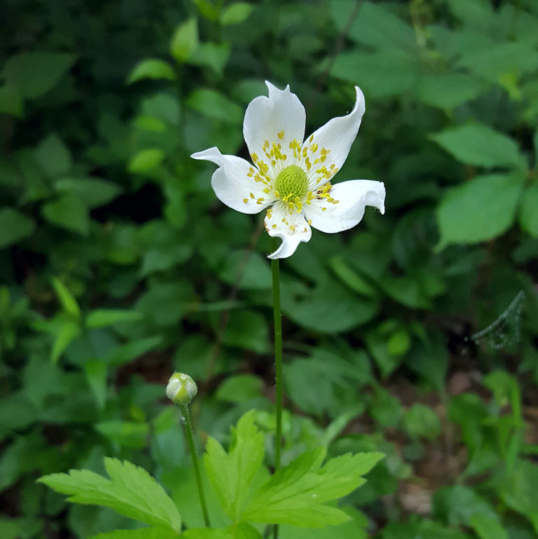 Anemone virginiana, Tall Thimbleweed - Keystone Wildflowers