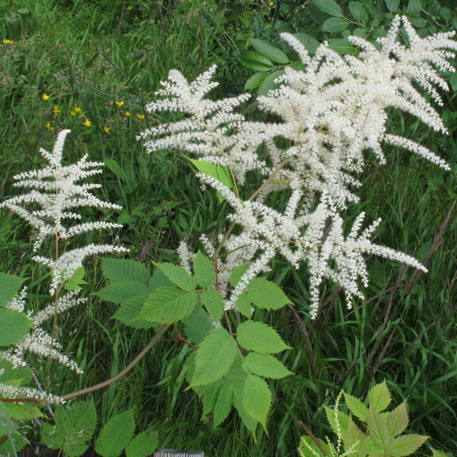 aruncus