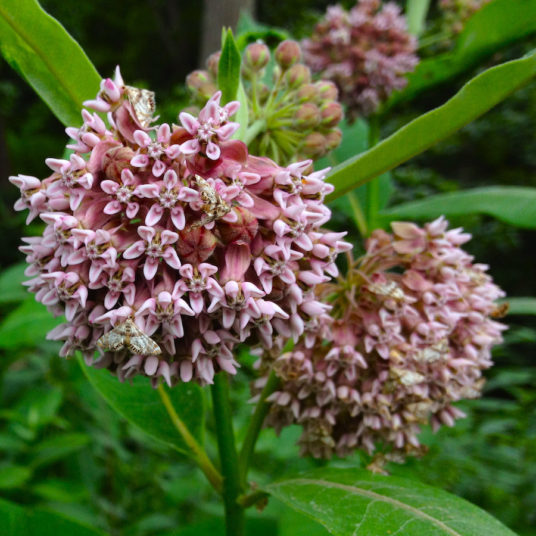 Asclepias syriaca, Milkweed - Keystone Wildflowers