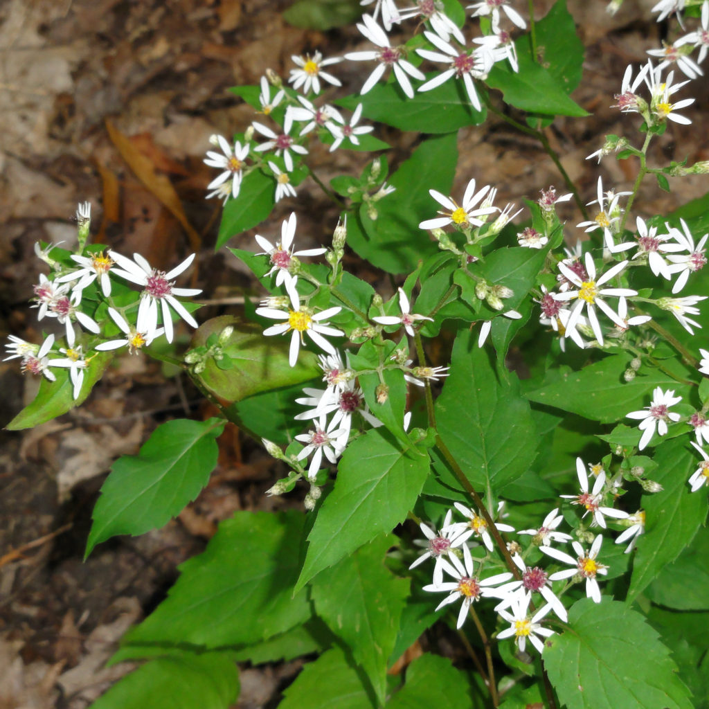 Aster divaricatus White Wood Aster - Keystone Wildflowers