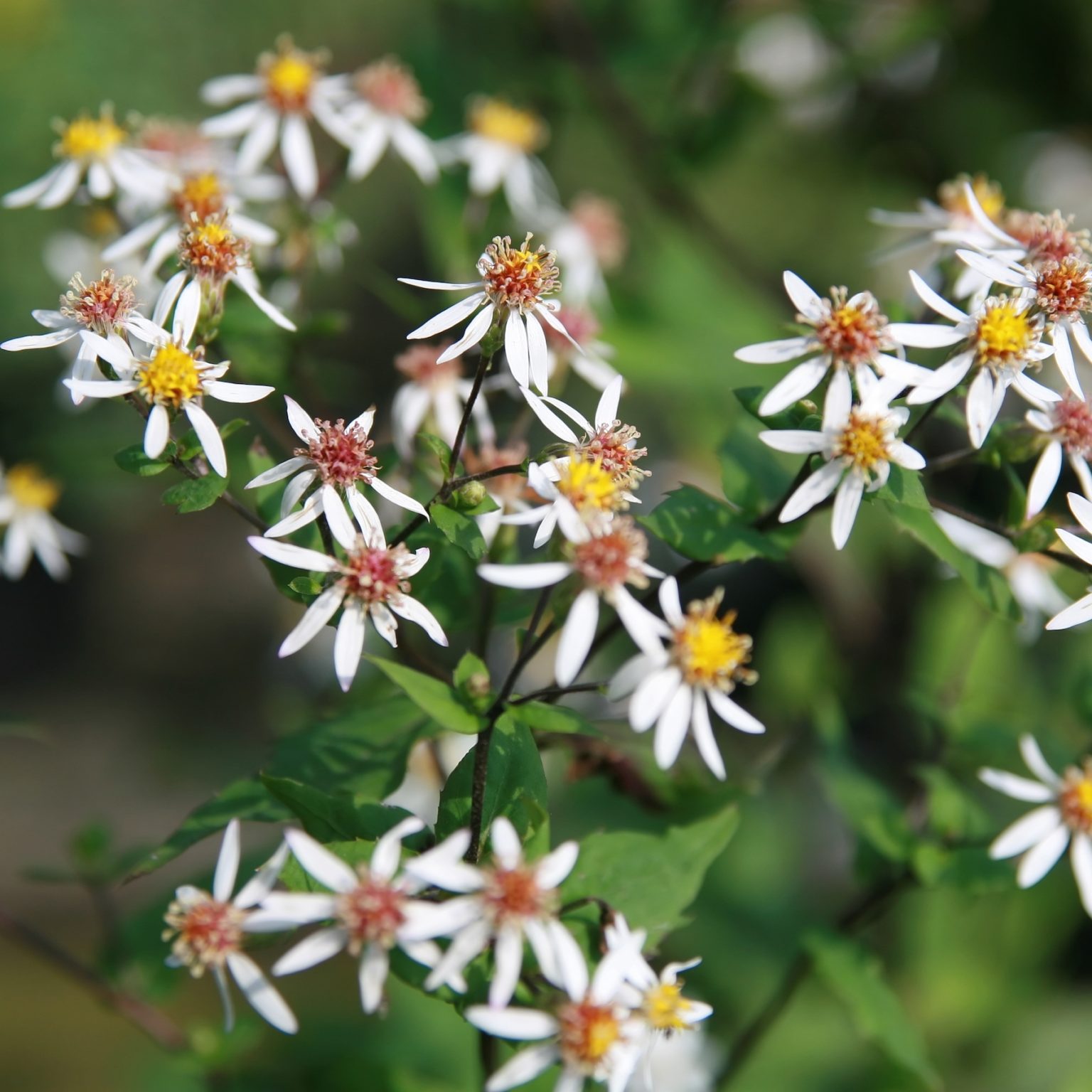 Aster divaricatus White Wood Aster - Keystone Wildflowers