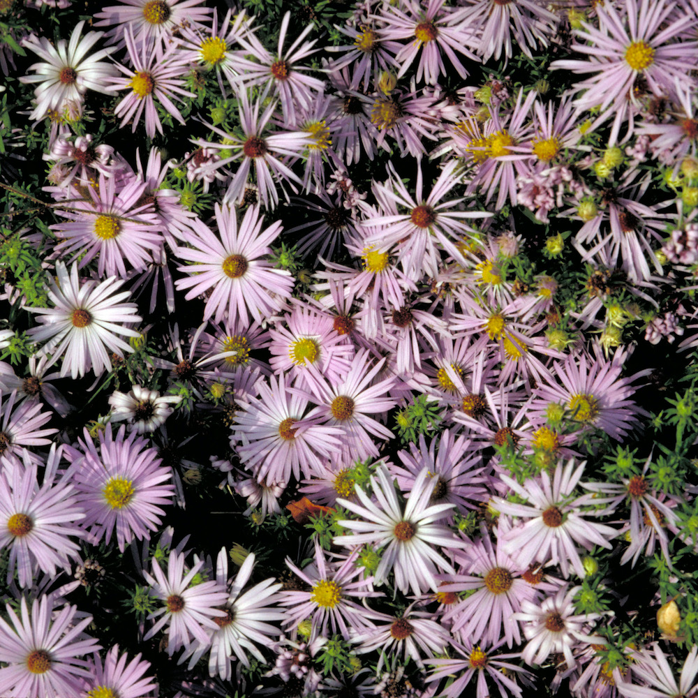 Aster oblongifolius, Aromatic Aster - Keystone Wildflowers