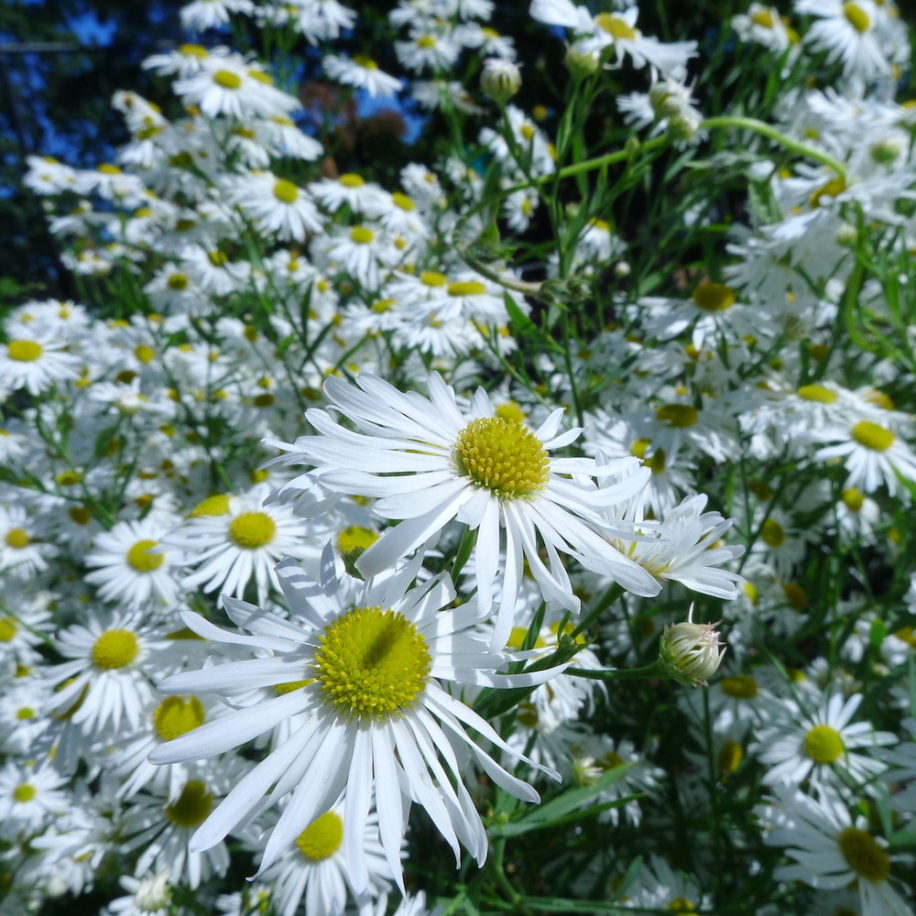 Boltonia asteroides, False Aster - Keystone Wildflowers