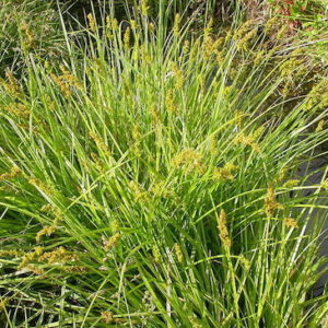 Carex stipata, Common Fox Sedge | Keystone Wildlowers