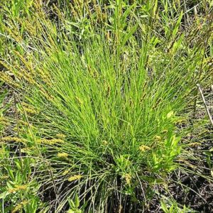 Carex vulpinoidea, Fox Sedge - Keystone Wildlowers