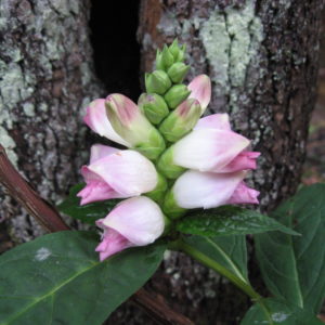 Chelone glabra turtlehead