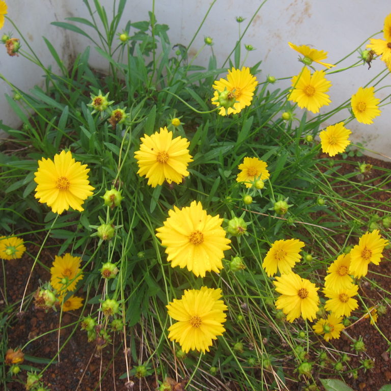 Coreopsis Lanceolata, Lance-leaf Coreopsis - Keystone Wildflowers