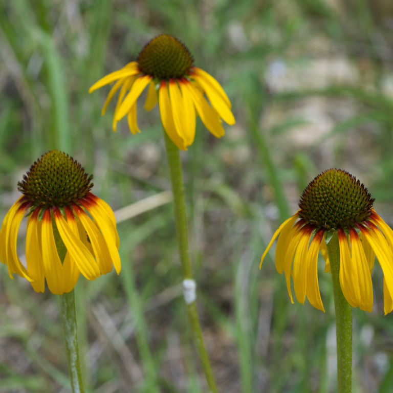 Echinacea paradoxa, Bush’s Coneflower - Keystone Wildflowers