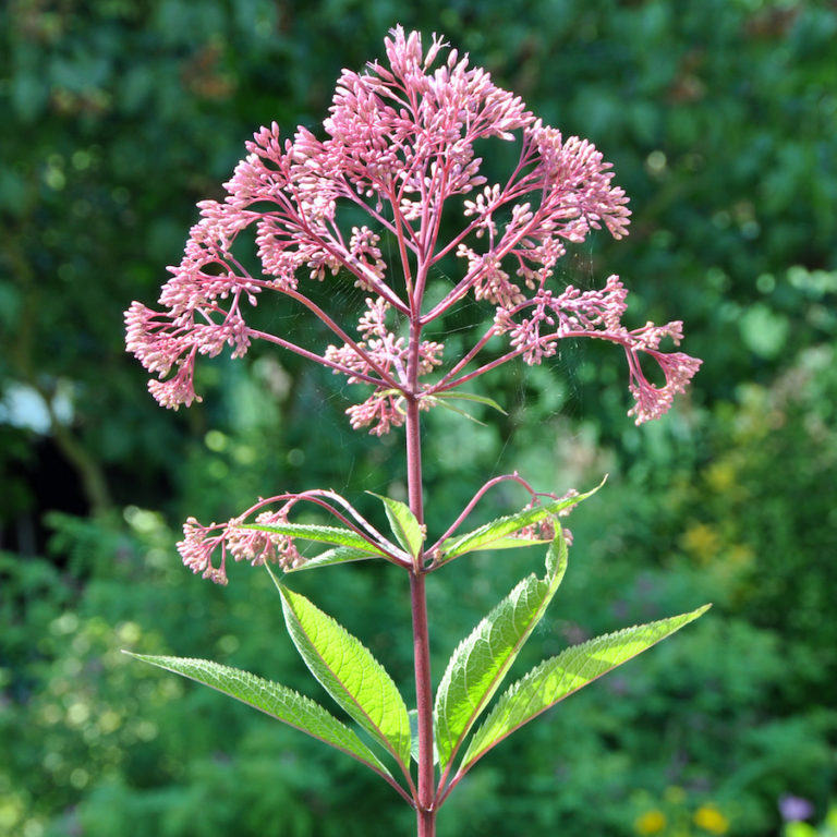 Eupatorium maculatum, Spotted Joe Pye Weed - Keystone Wildflowers