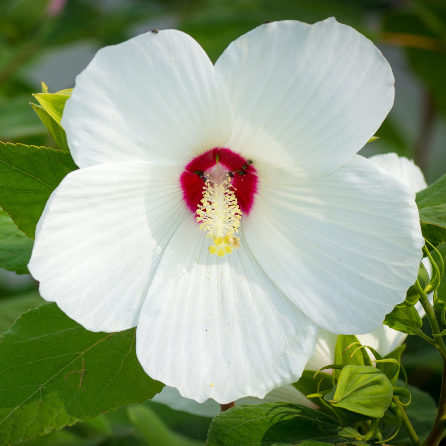 Hibiscus Moscheutos Swamp Rose Mallow - Keystone Wildflowers