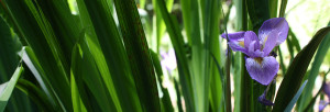 Keystone Wildflowers Iris