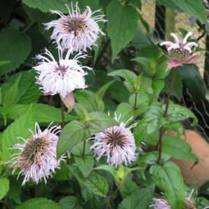 Monarda bradburiana, Bradbury Monarda