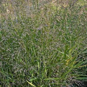 Panicum virgatum, Switch Grass - Keystone Wildflowers