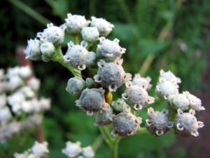 Parthenium integrifolium, Wild Quinine