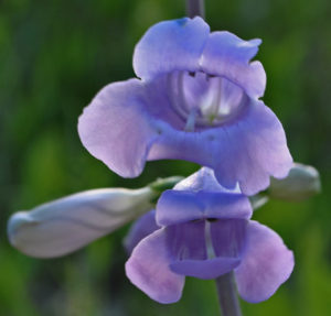 Penstemon grandiflorus, Large-Flower Beardtongue