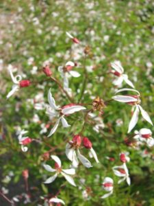 Porteranthus stipulatus, Western Indian Physic