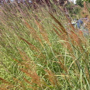 Sorghastrum nutans, Indian Grass - Keystone Wildflowers