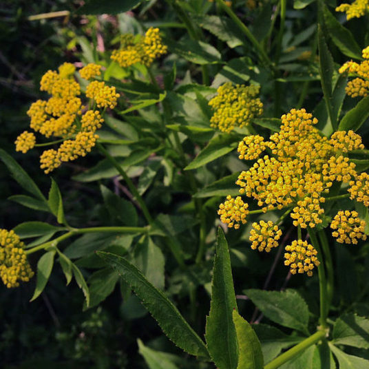 Zizia aurea Golden Alexander - Keystone Wildflowers