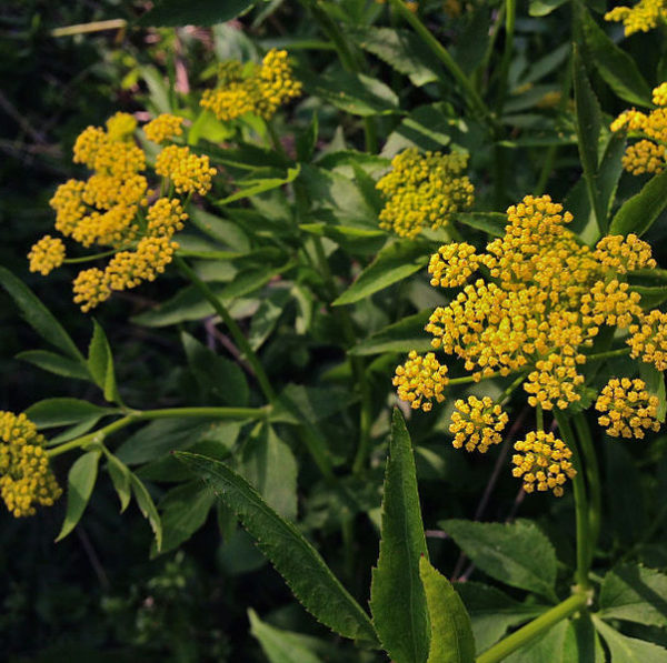 Zizia aurea, Golden Alexander - Keystone Wildflowers