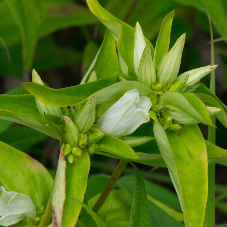 Cream Gentian Gentiana flavida - Keystone Wildflowers