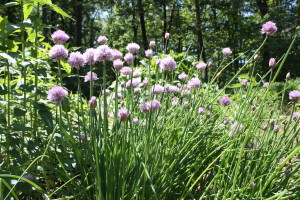 Purple Wildflowers from Keystone Wildflowers