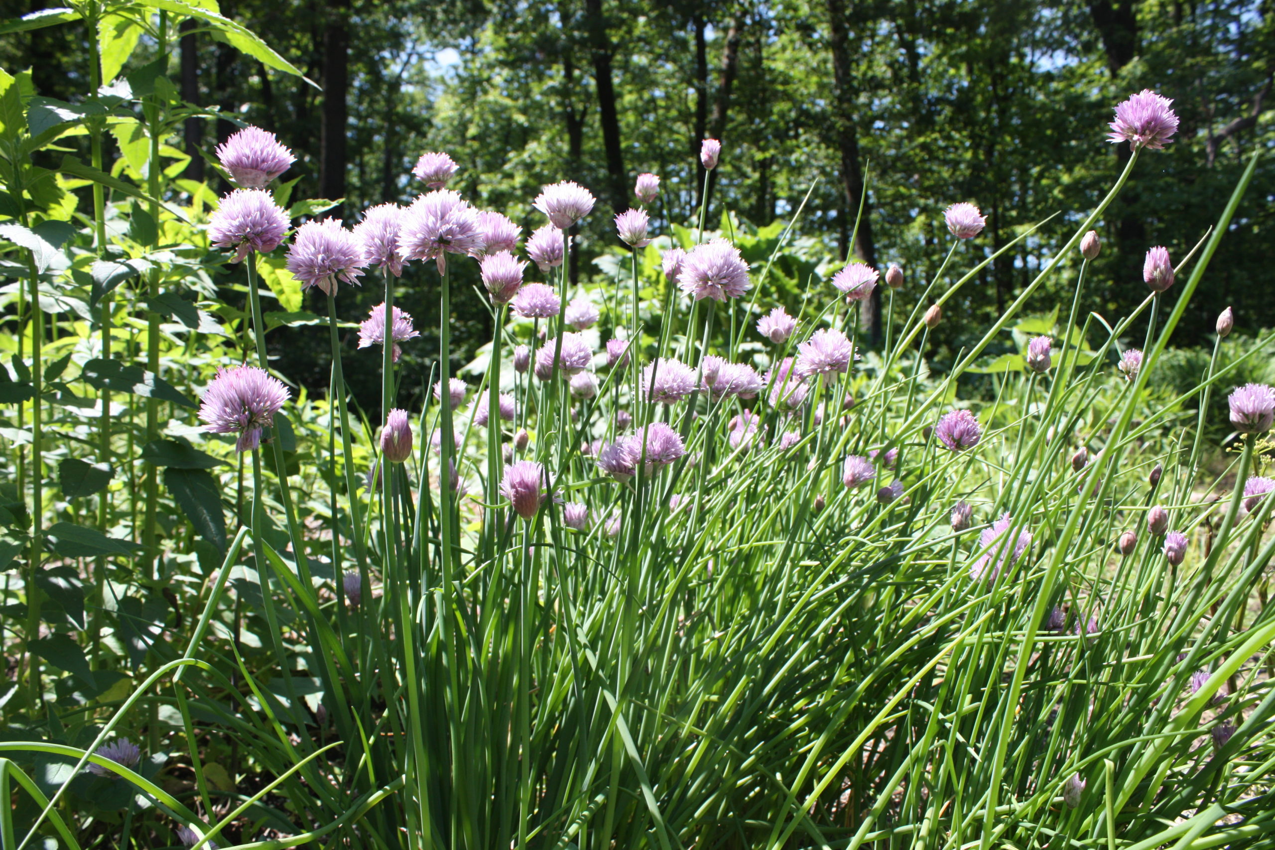 Purple Wildflowers from Keystone Wildflowers - Keystone Wildflowers